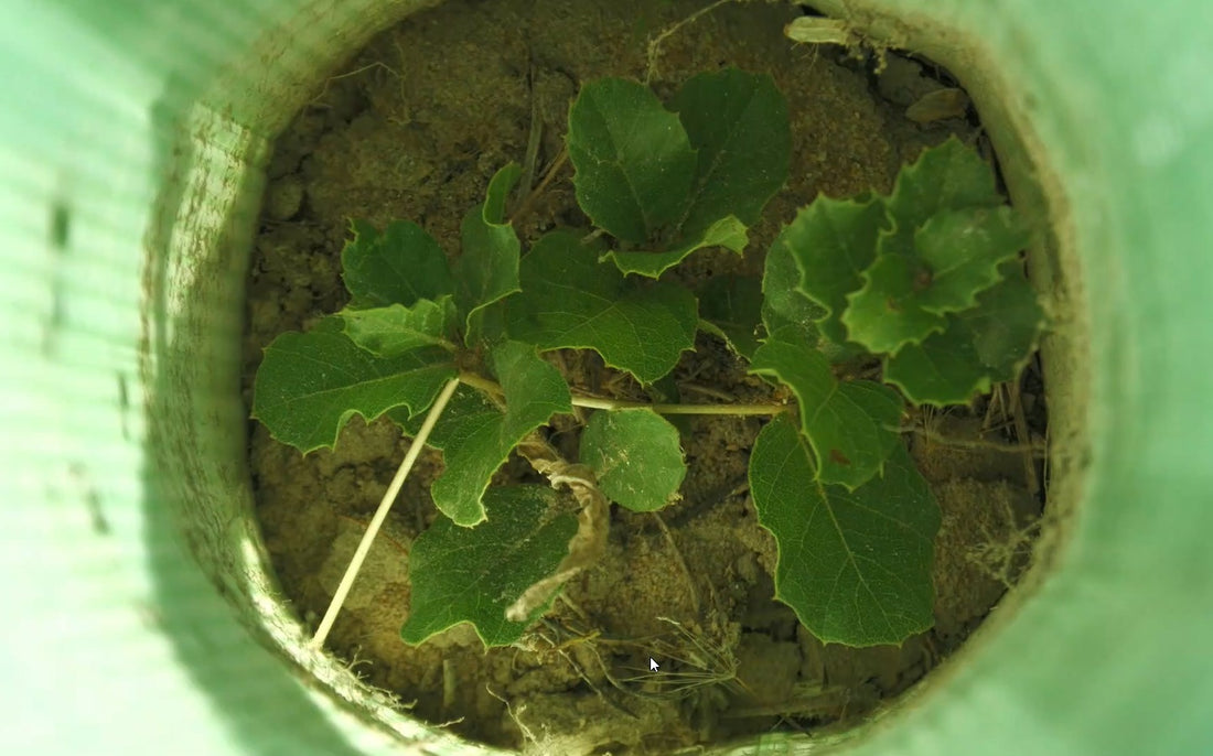 La Importancia de Elegir una Mesa Elevable Fabricada con Madera Maciza Sostenible