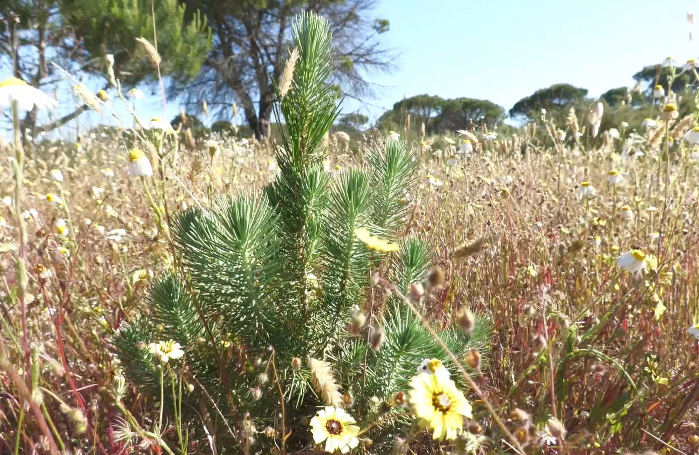 Tree for Doñana