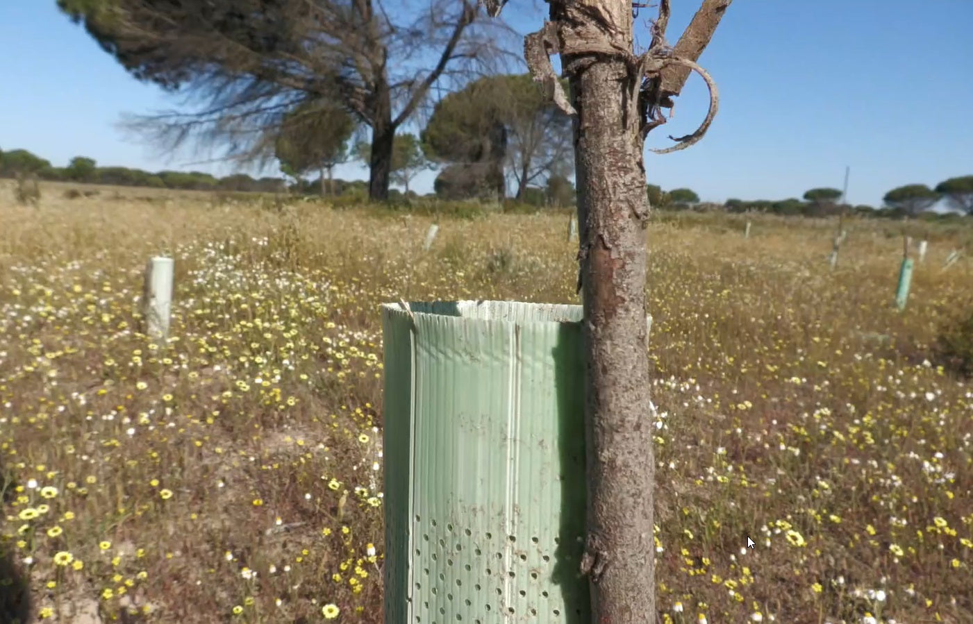 Tree for Doñana